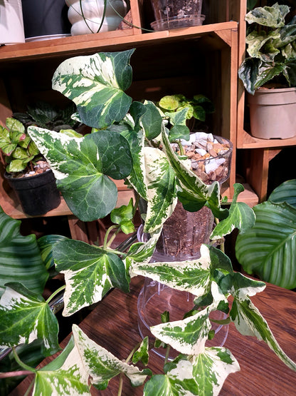 Hedera helix butterfly 蝴蝶常春藤