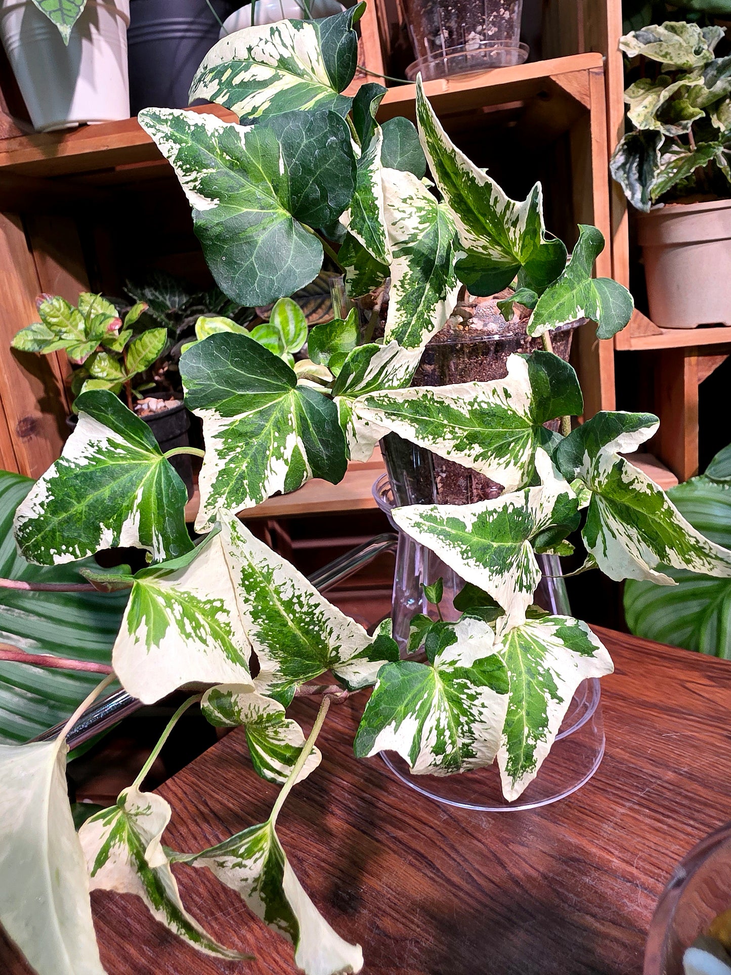 Hedera helix butterfly 蝴蝶常春藤