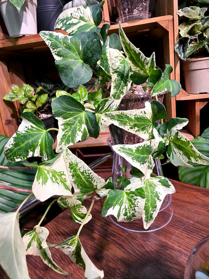 Hedera helix butterfly 蝴蝶常春藤