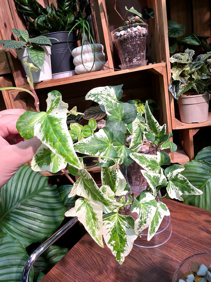 Hedera helix butterfly 蝴蝶常春藤
