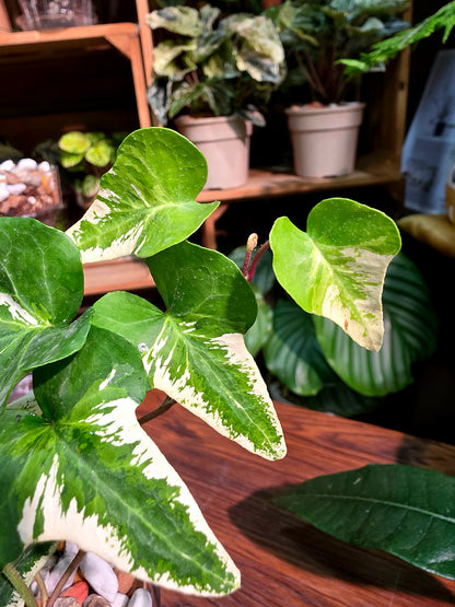 Hedera helix butterfly 蝴蝶常春藤