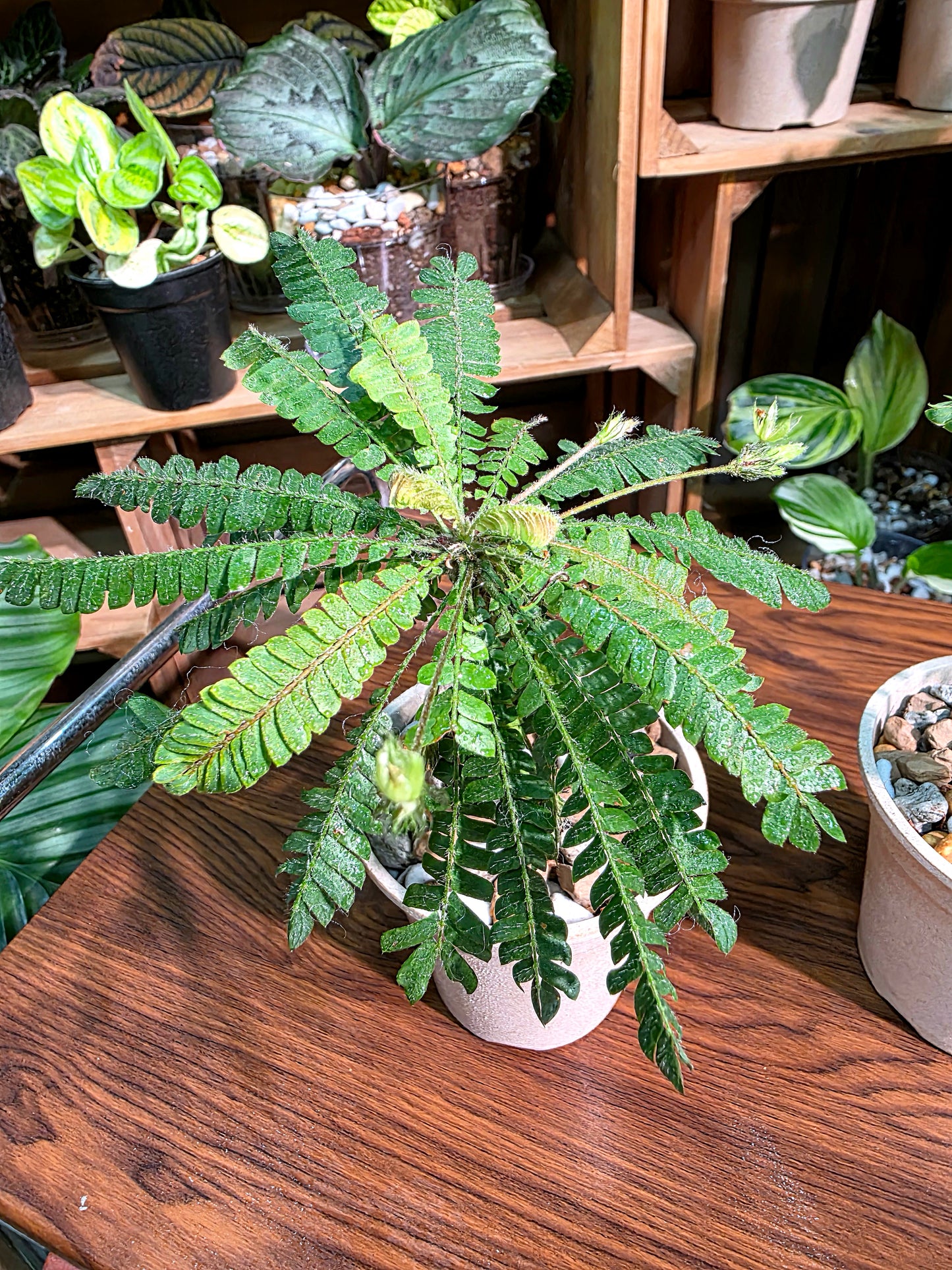 Biophytum Sensitivum 生命樹