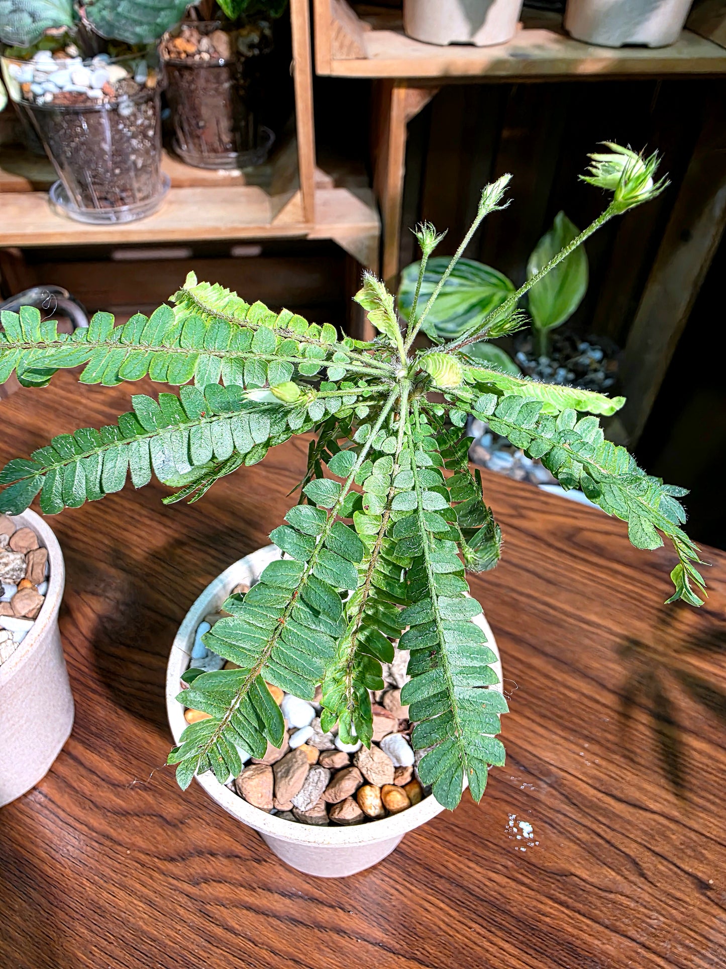 Biophytum Sensitivum 生命樹