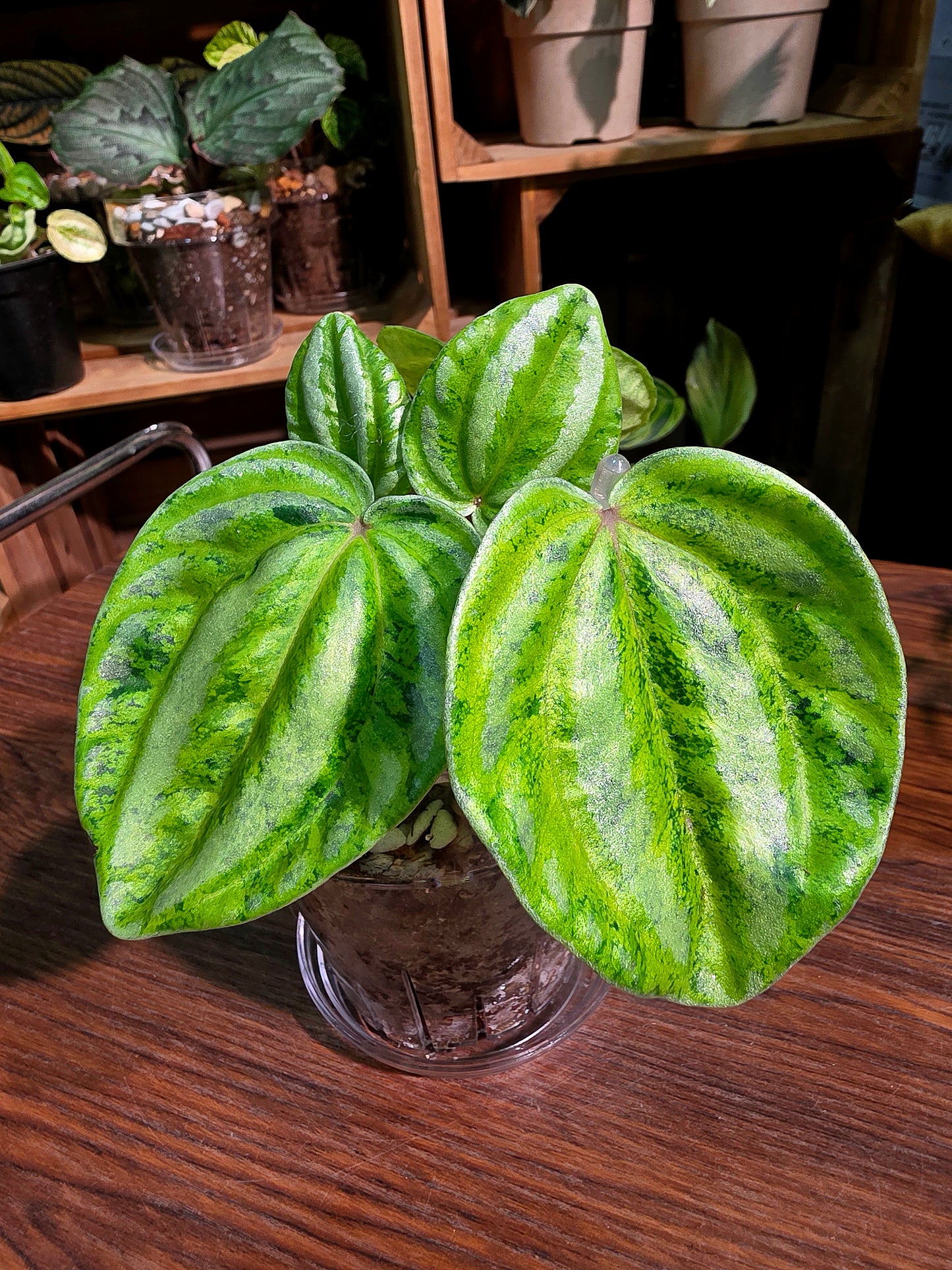 Peperomia sp 螢光西瓜皮椒草