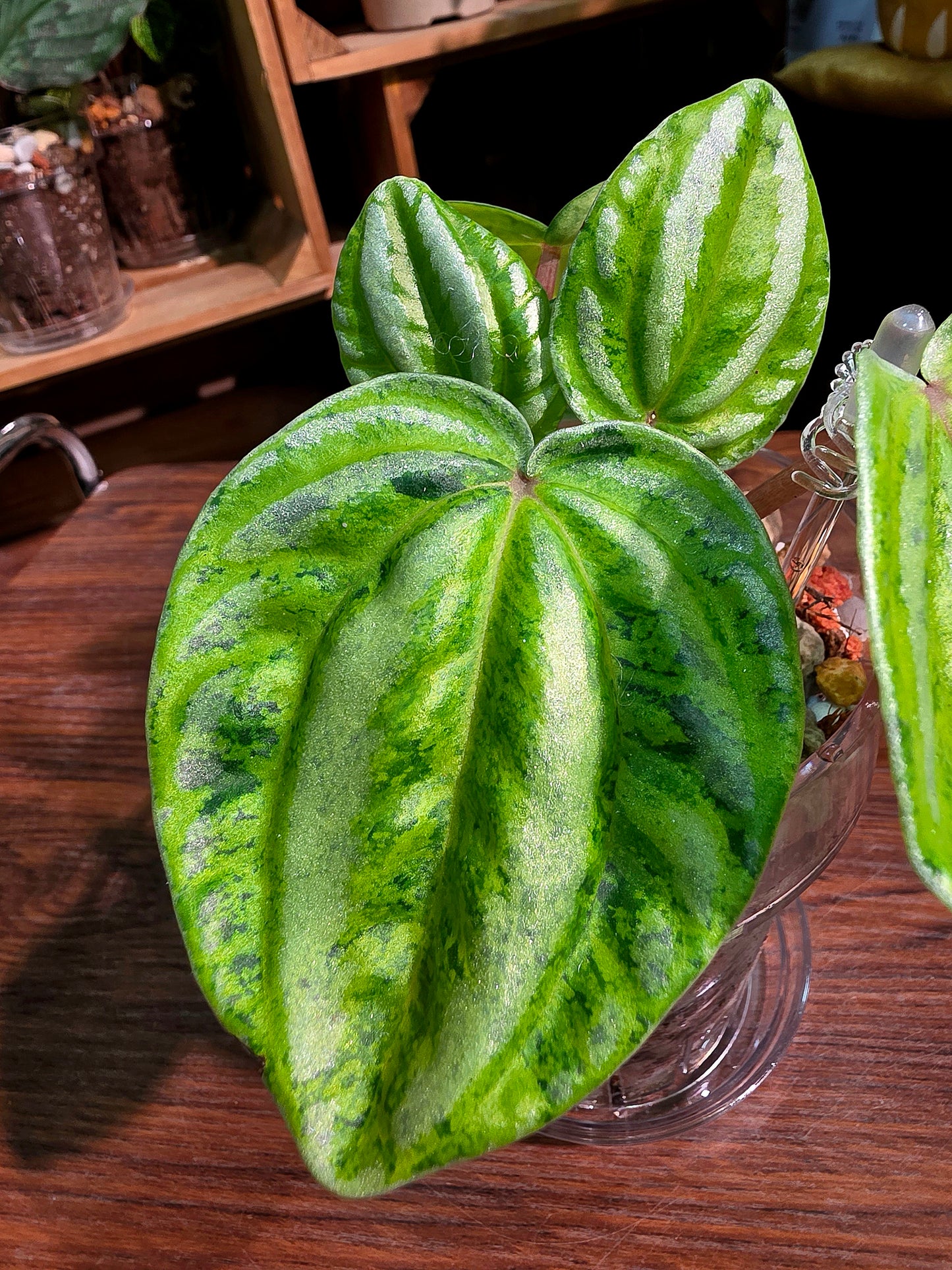Peperomia sp 螢光西瓜皮椒草