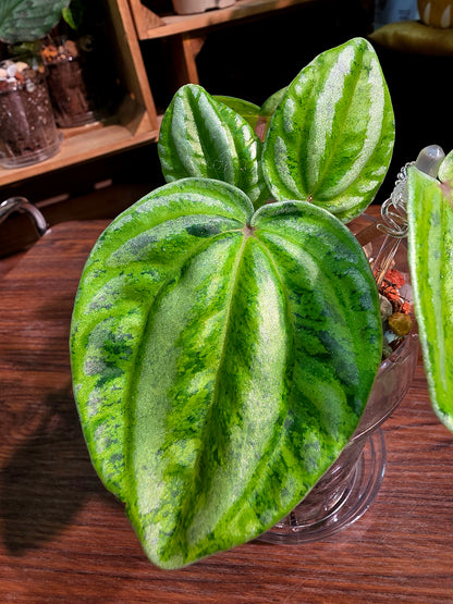 Peperomia sp 螢光西瓜皮椒草