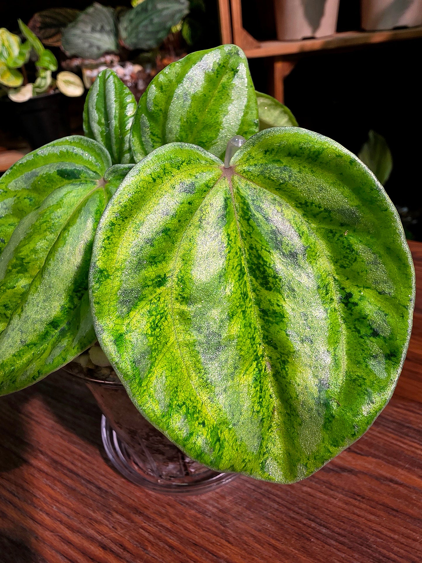 Peperomia sp 螢光西瓜皮椒草