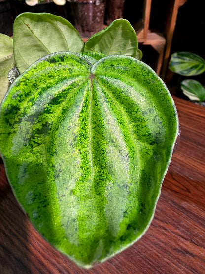 Peperomia sp 螢光西瓜皮椒草