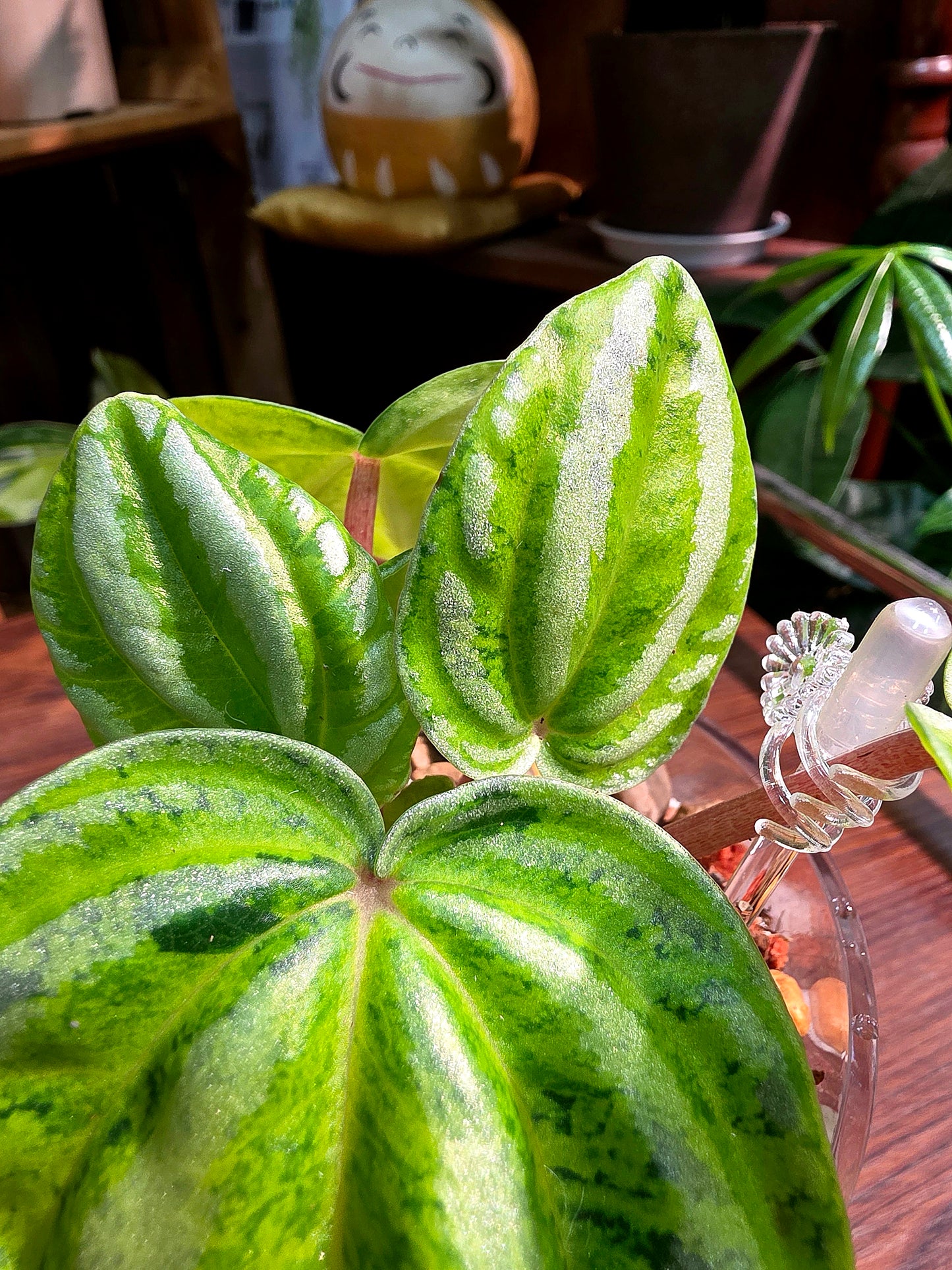 Peperomia sp 螢光西瓜皮椒草