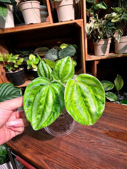 Peperomia sp 螢光西瓜皮椒草