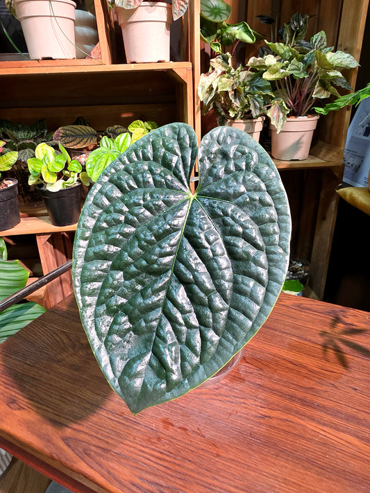 Anthurium luxurians platinum 鉑金奢華花燭