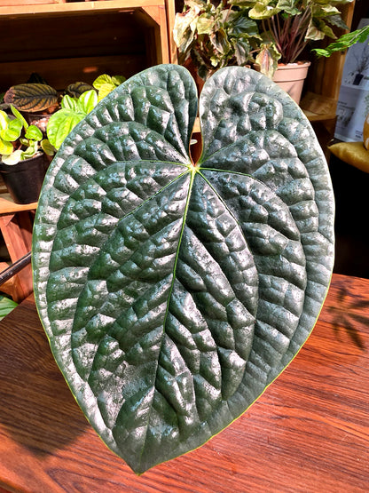Anthurium luxurians platinum 鉑金奢華花燭