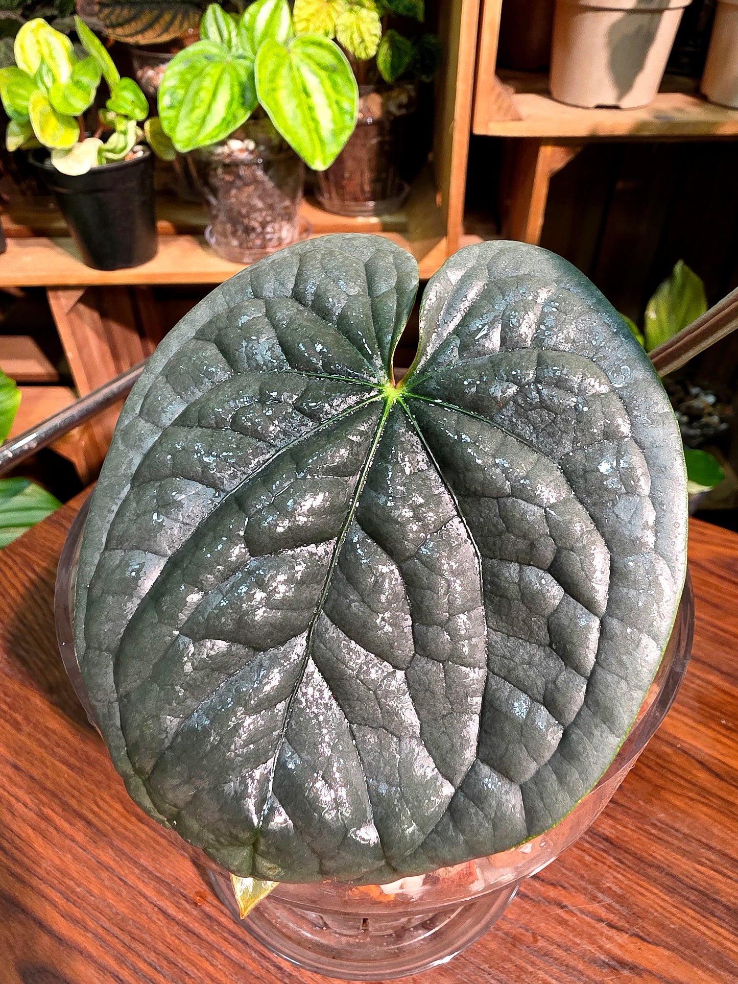 Anthurium luxurians platinum 鉑金奢華花燭
