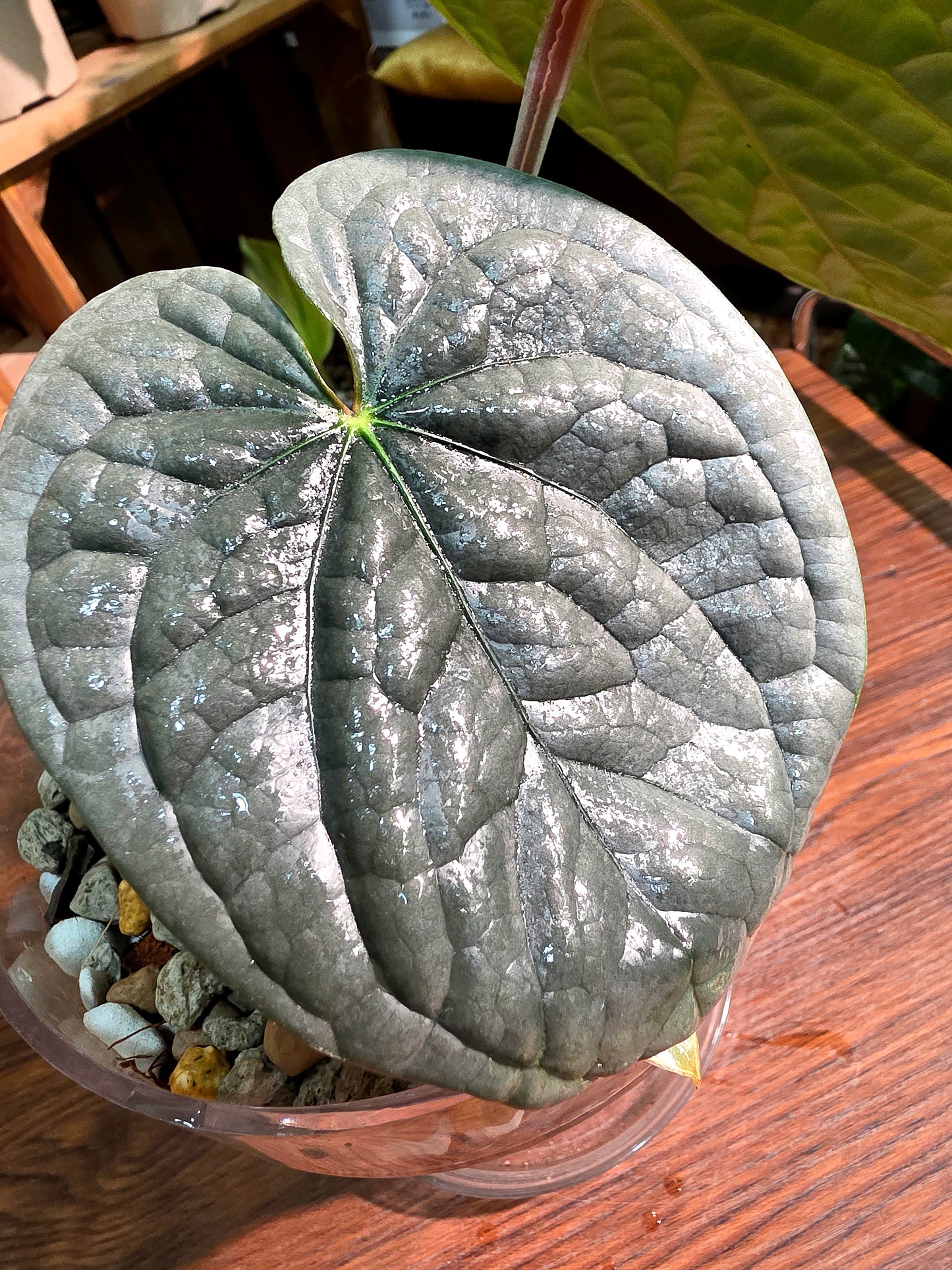 Anthurium luxurians platinum 鉑金奢華花燭