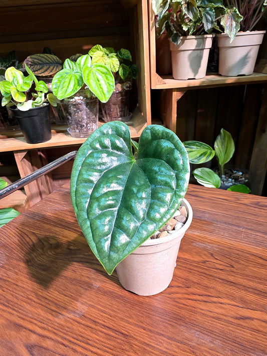 Anthurium luxurians platinum 鉑金奢華花燭