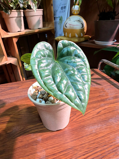 Anthurium luxurians platinum