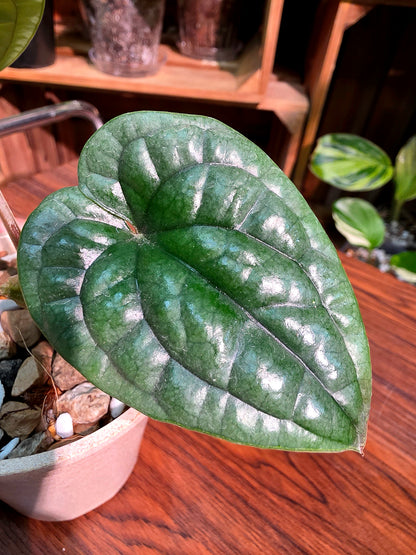 Anthurium luxurians platinum