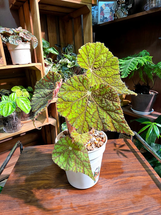 Begonia raspberry cake 樹莓蛋糕秋海棠