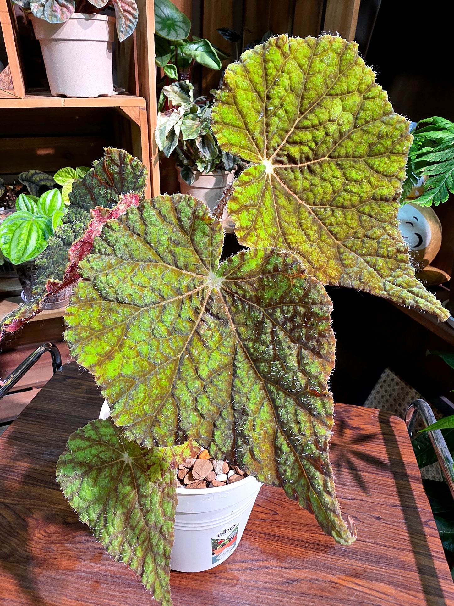 Begonia raspberry cake 樹莓蛋糕秋海棠