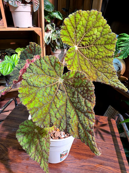 Begonia raspberry cake 樹莓蛋糕秋海棠