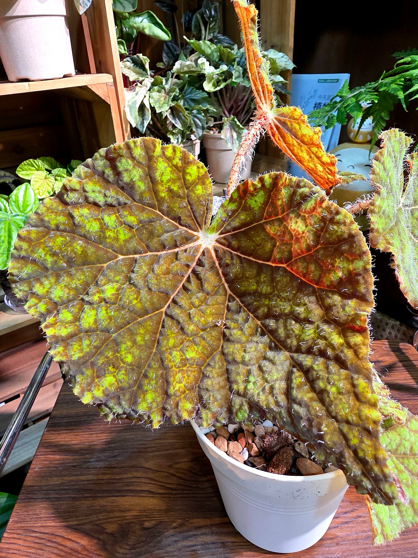 Begonia raspberry cake 樹莓蛋糕秋海棠