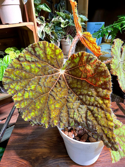 Begonia raspberry cake 樹莓蛋糕秋海棠