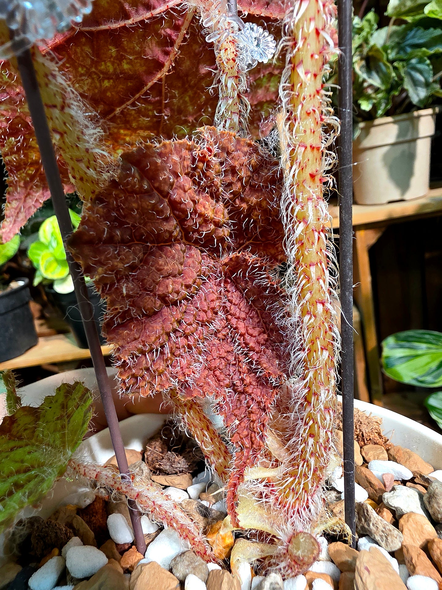 Begonia raspberry cake 樹莓蛋糕秋海棠