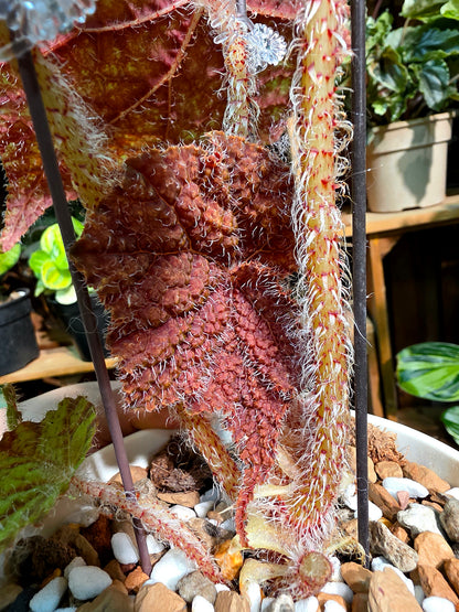 Begonia raspberry cake 樹莓蛋糕秋海棠