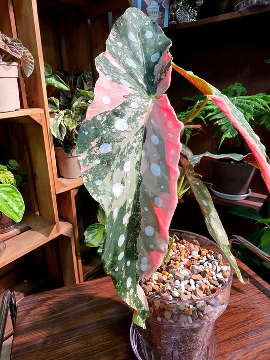 Begonia maculata variegated pink 粉斑鱒魚秋海棠