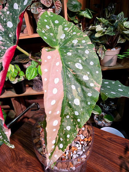 Begonia maculata variegated pink 粉斑鱒魚秋海棠