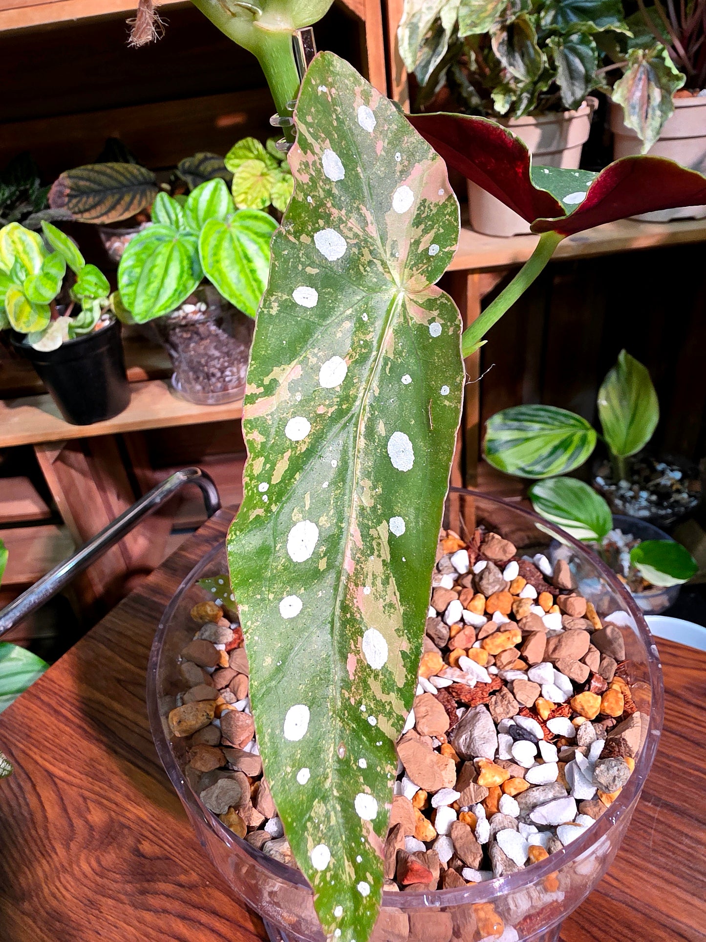 Begonia maculata variegated pink 粉斑鱒魚秋海棠