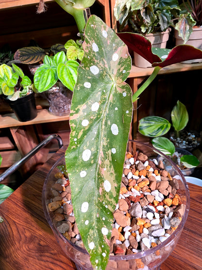 Begonia maculata variegated pink 粉斑鱒魚秋海棠