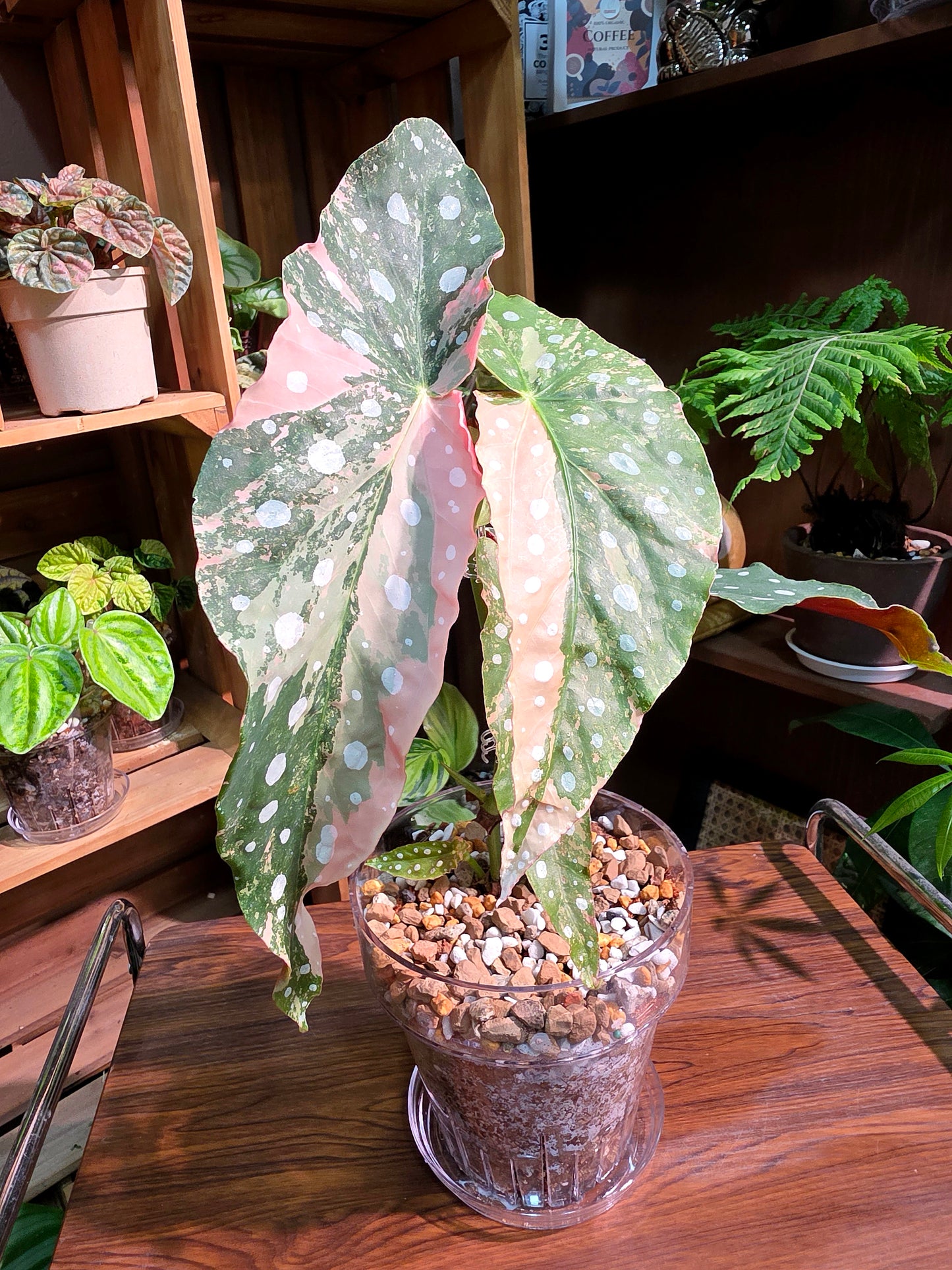 Begonia maculata variegated pink 粉斑鱒魚秋海棠