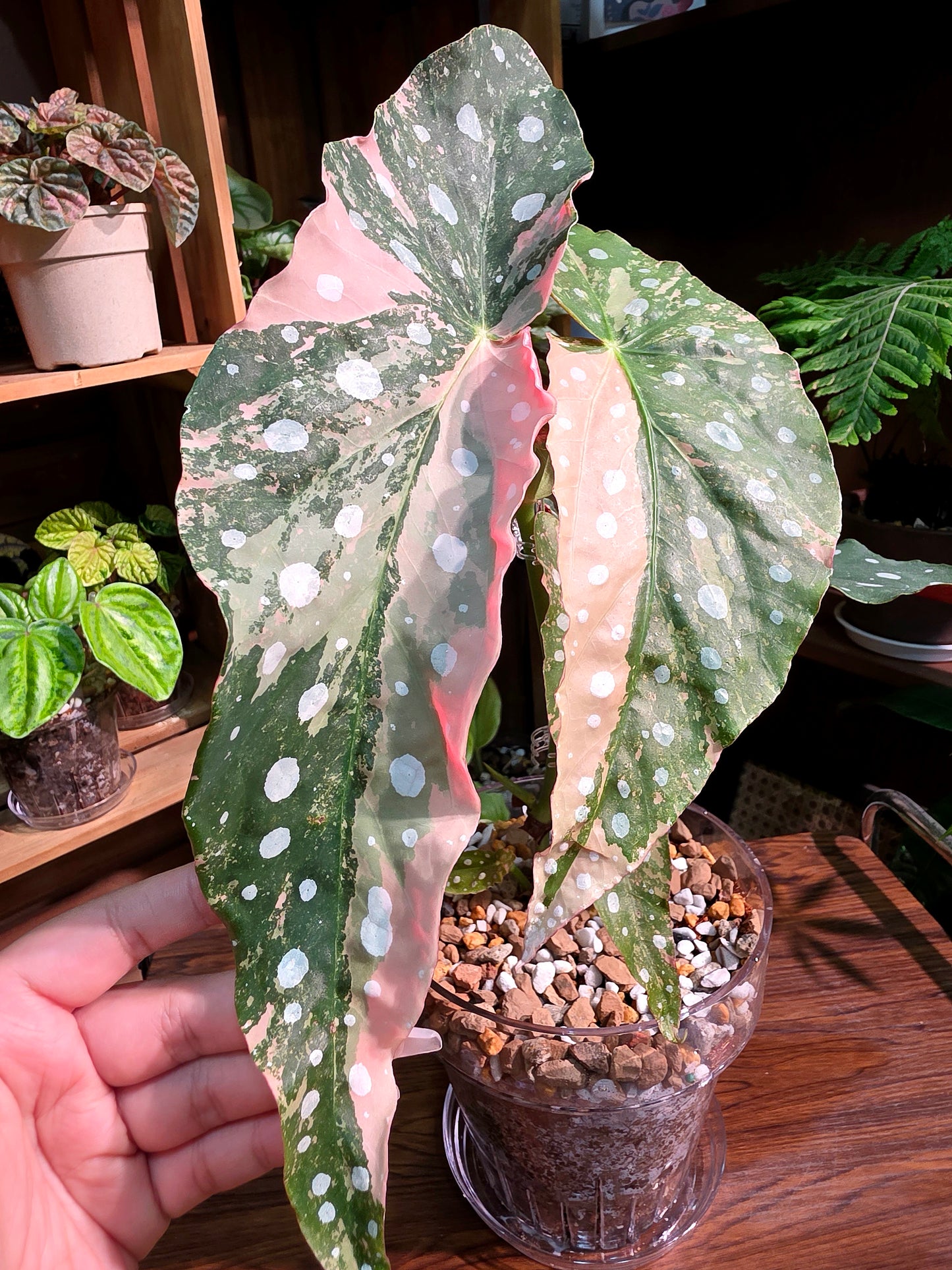 Begonia maculata variegated pink 粉斑鱒魚秋海棠
