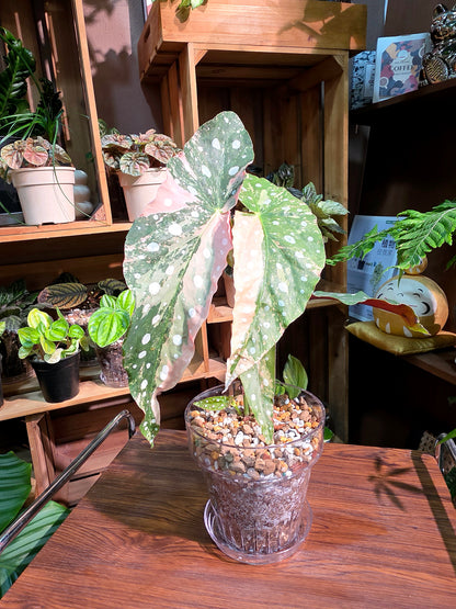 Begonia maculata variegated pink 粉斑鱒魚秋海棠