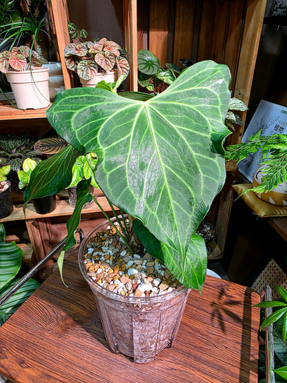 Anthurium delta force 三角洲花燭