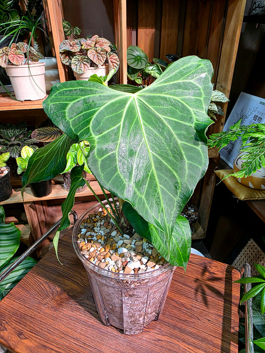 Anthurium delta force 三角洲花燭