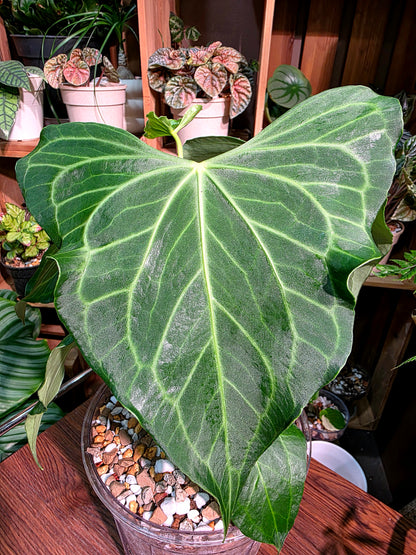 Anthurium delta force 三角洲花燭