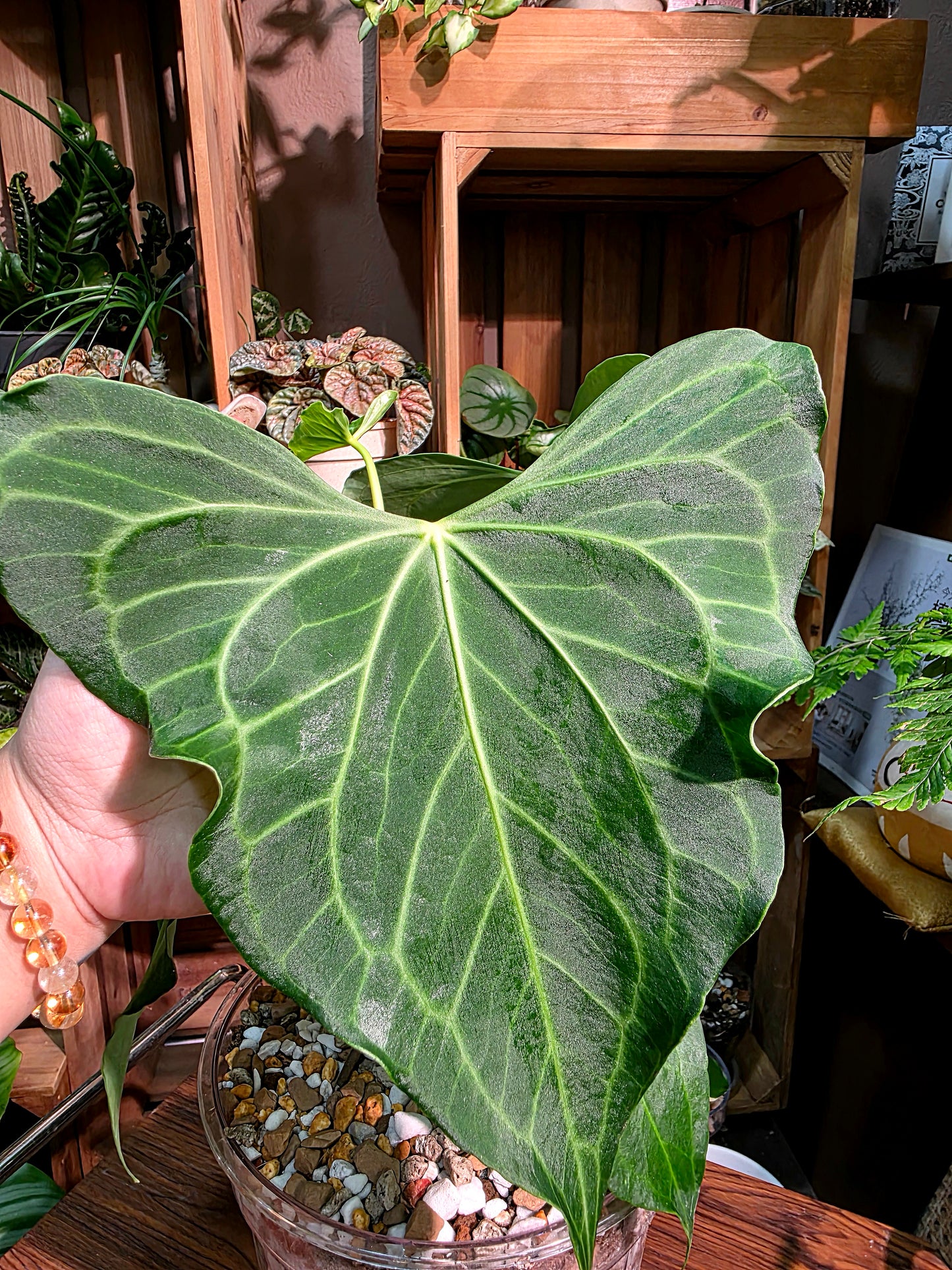 Anthurium delta force 三角洲花燭