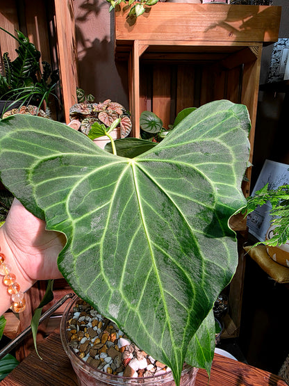 Anthurium delta force 三角洲花燭