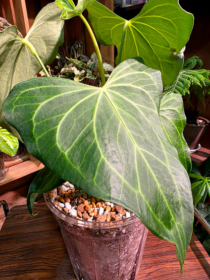 Anthurium delta force 三角洲花燭