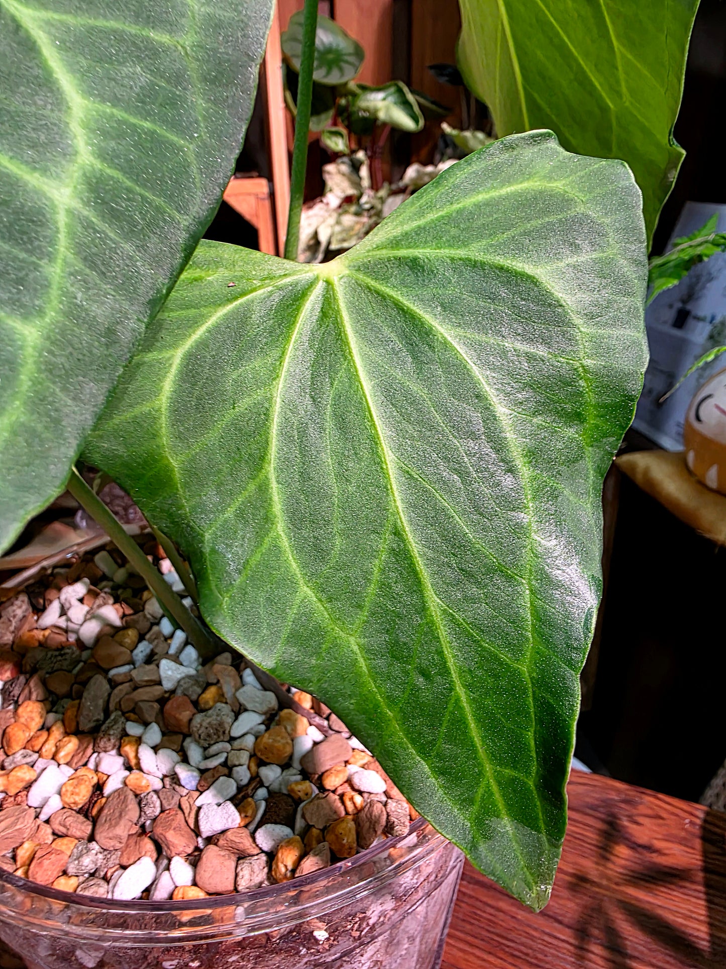 Anthurium delta force 三角洲花燭