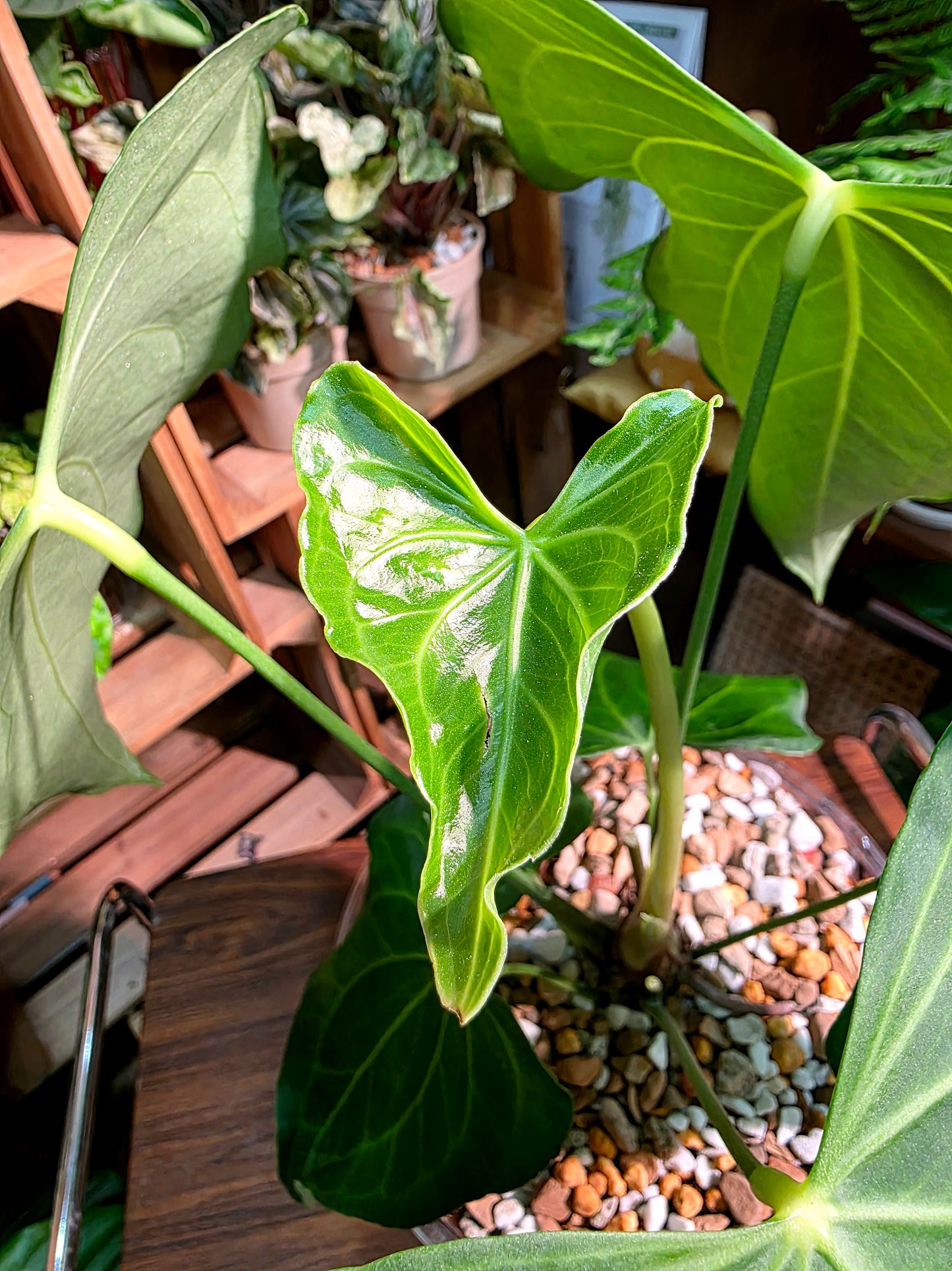 Anthurium delta force 三角洲花燭