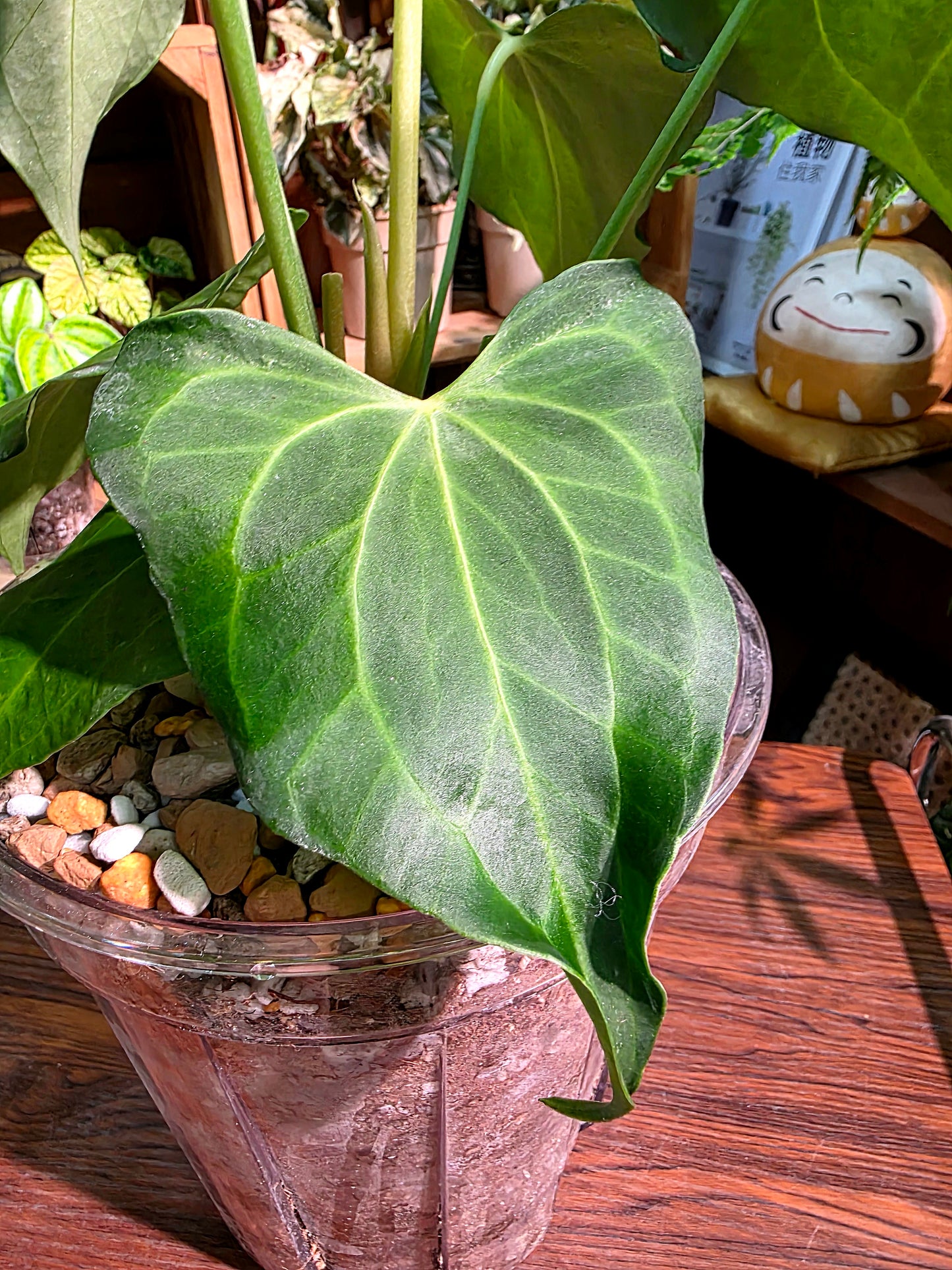 Anthurium delta force 三角洲花燭