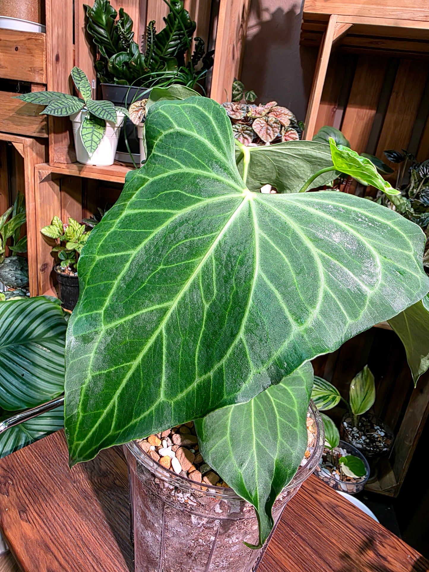 Anthurium delta force 三角洲花燭