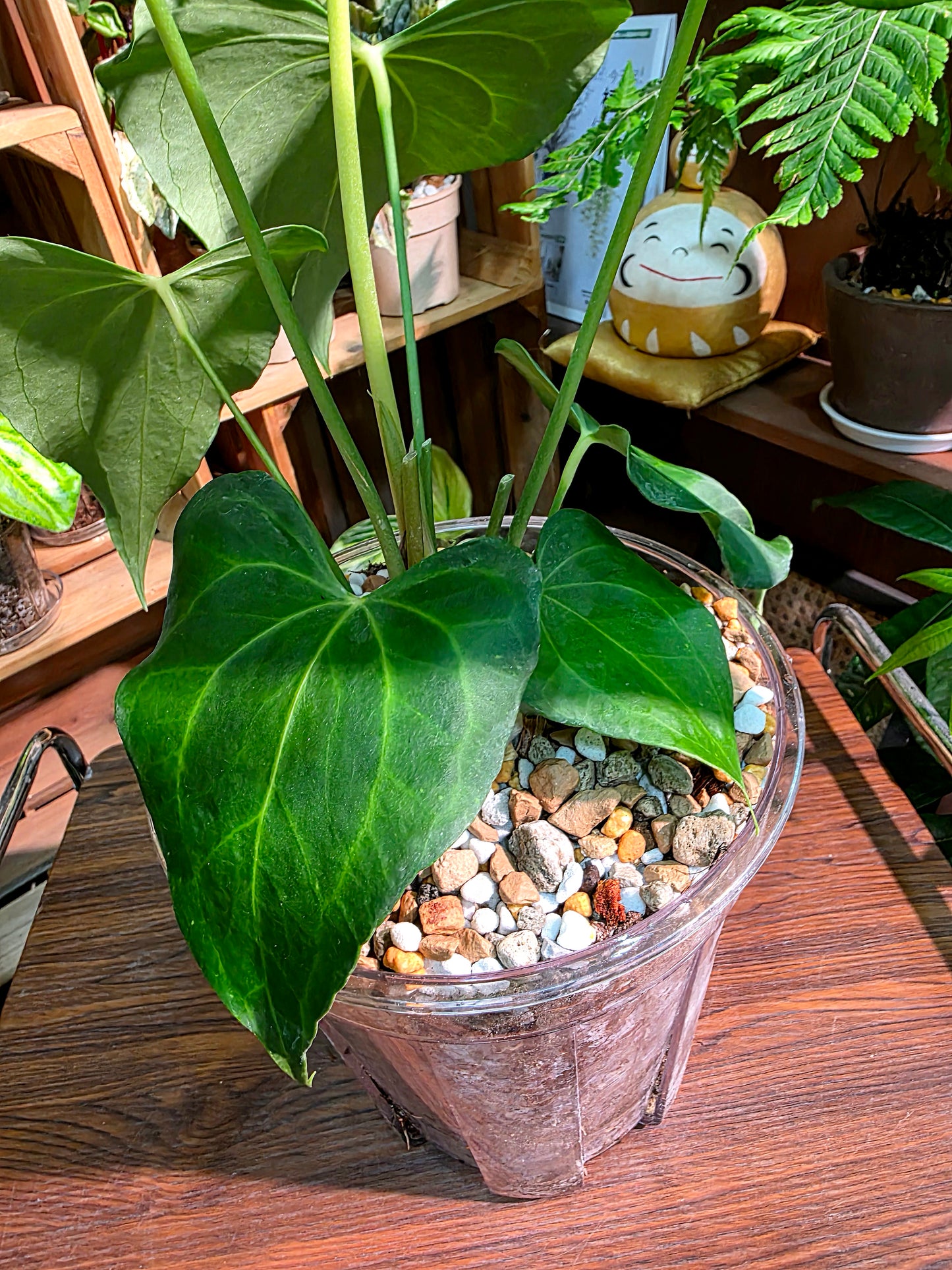 Anthurium delta force 三角洲花燭
