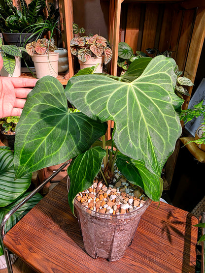 Anthurium delta force 三角洲花燭