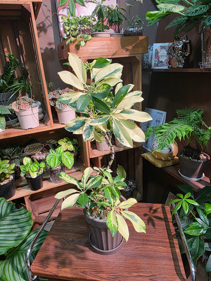 Schefflera odorata variegata