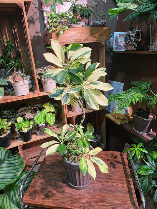 Schefflera odorata variegata 斑葉鴨腳木