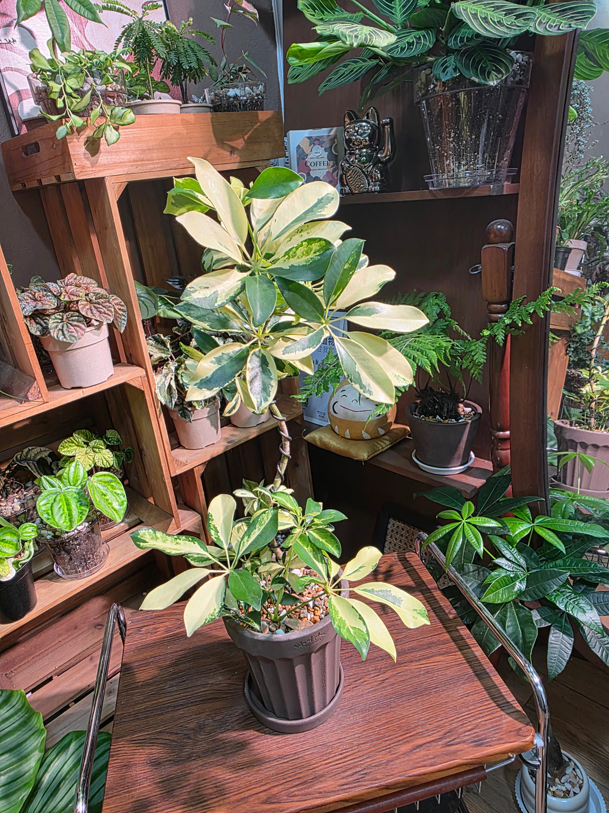 Schefflera odorata variegata